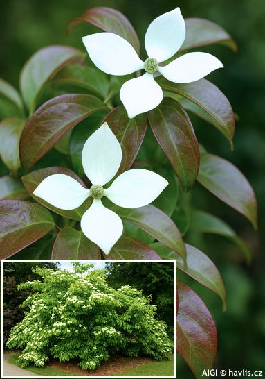Cornus elliptica (syn. C. angustata) EMPRESS OF CHINA