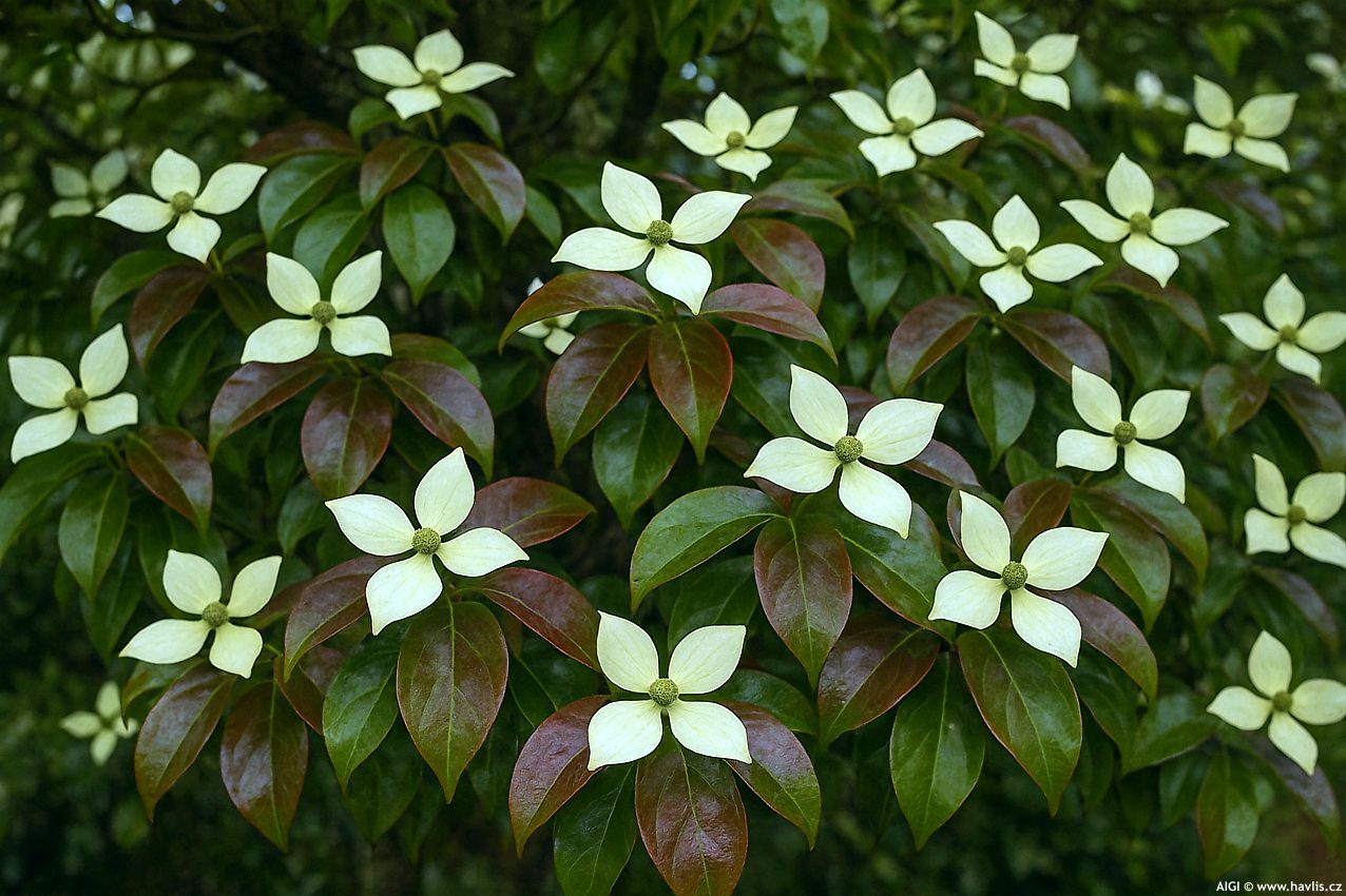 cornus elliptica Empress of China