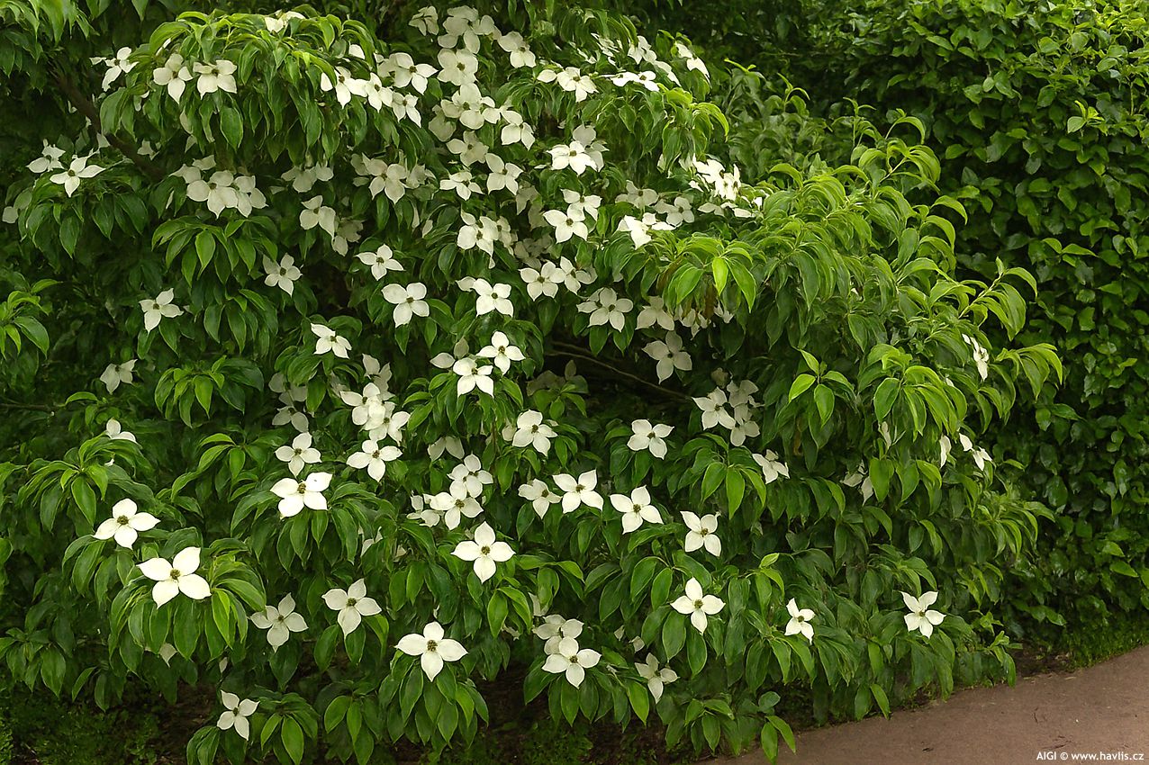 cornus elliptica Empress of China