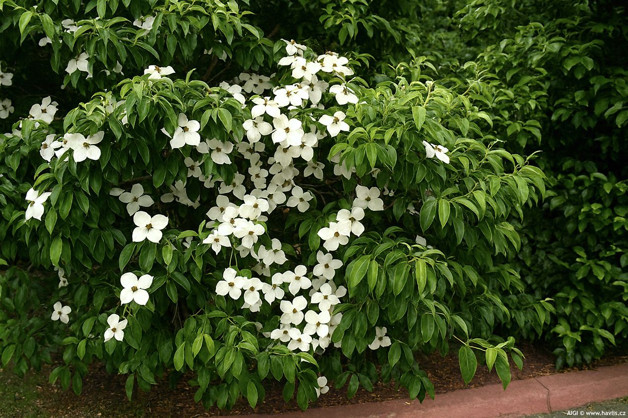 cornus elliptica Empress of China