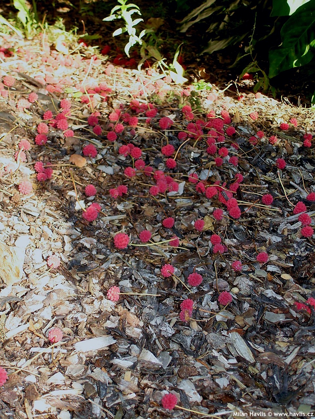 cornus kousa China Girl