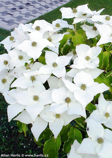 Cornus kousa 'MILKY WAY'