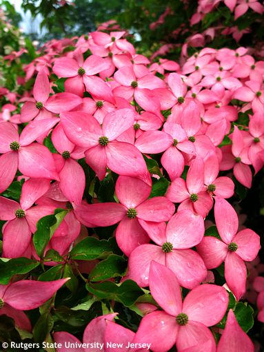 Cornus kousa 'Rutpink' SCARLET FIRE®