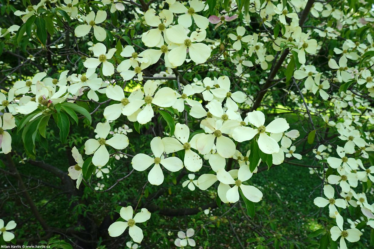 cornus kousa
