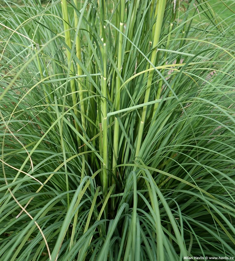 cortaderia selloana Rosea 2025 (19).jpg