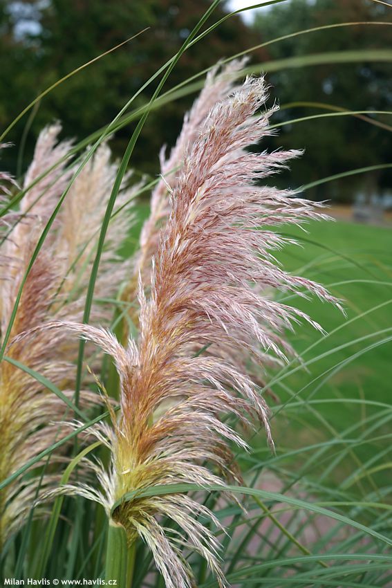cortaderia selloana Rosea 2025 (20).jpg