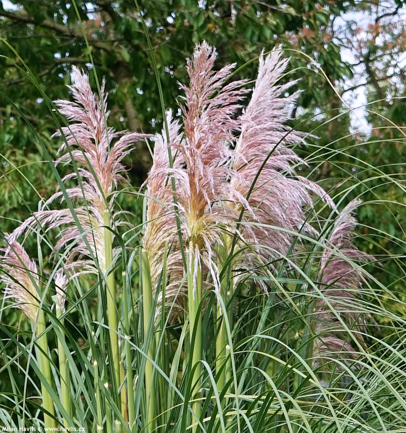 cortaderia selloana Rosea 2025 (4).jpg