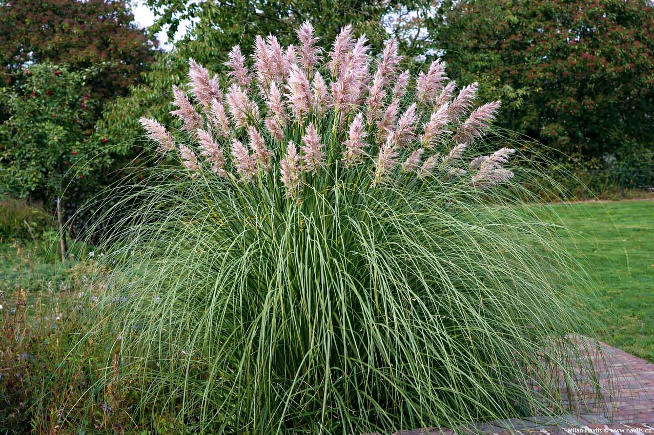 cortaderia selloana Rosea 2025 (4) edit.jpg
