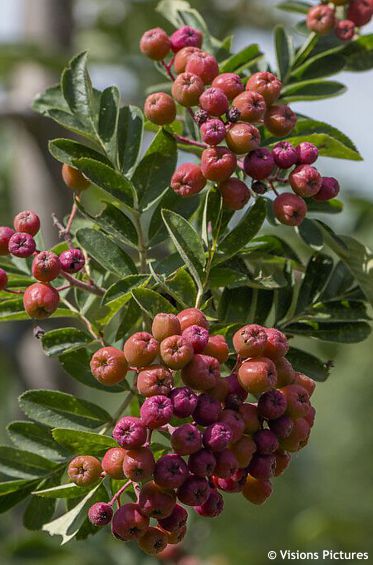 Crataegosorbus 'GRANATNAJA'