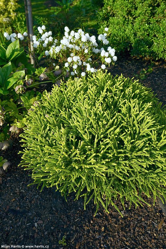 cryptomeria japonica Little Sonja