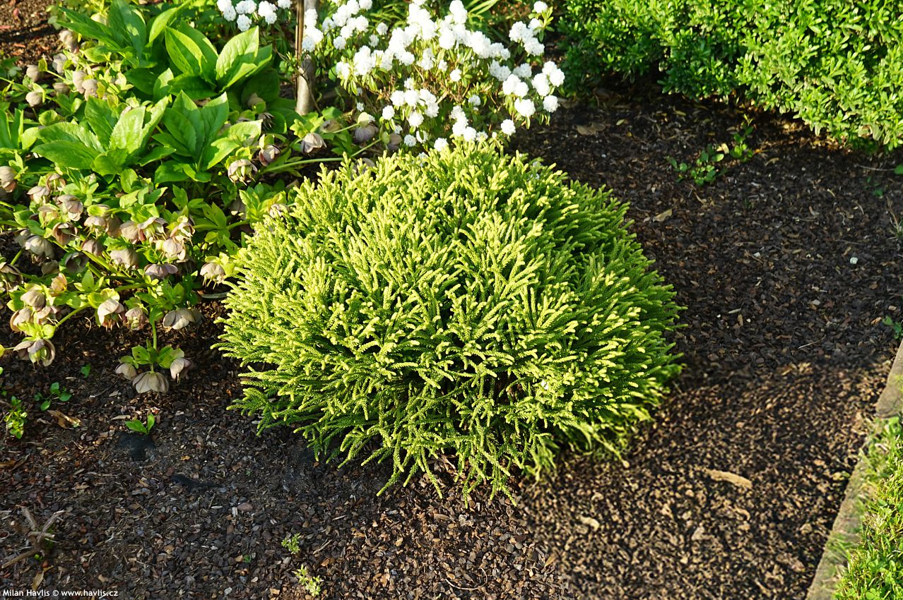 cryptomeria japonica Little Sonja