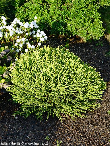 Cryptomeria japonica ''LITTLE SONJA''