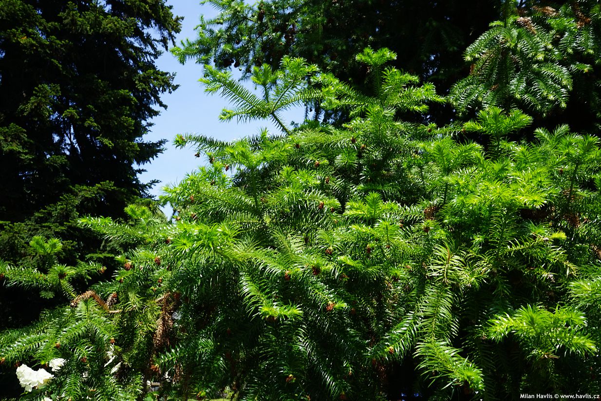 cunninghamia lanceolata