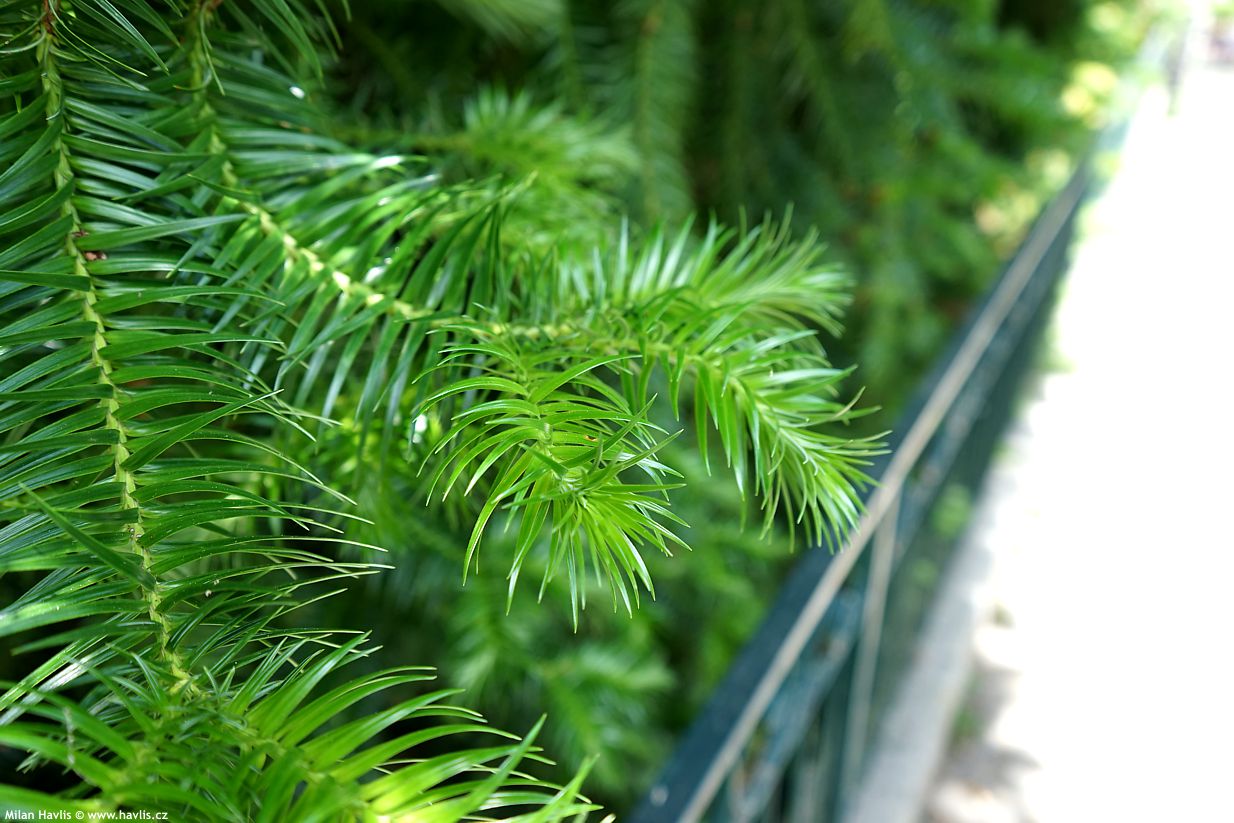 cunninghamia lanceolata