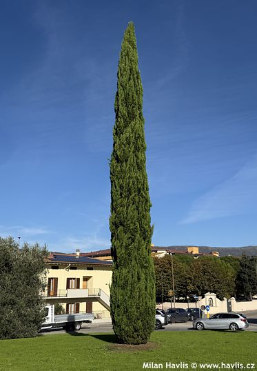 Cupressus sempervirens 'TOTEM'