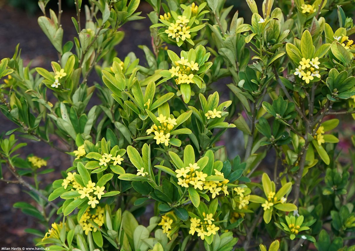 daphne gemmata Royal Crown