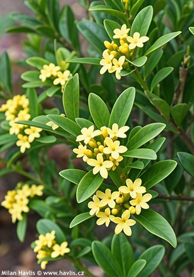 Daphne gemmata 'ROYAL CROWN'