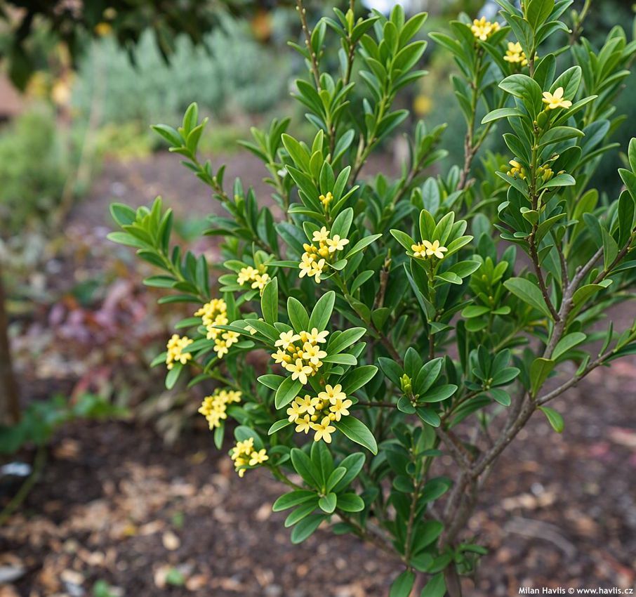 daphne gemmata Royal Crown