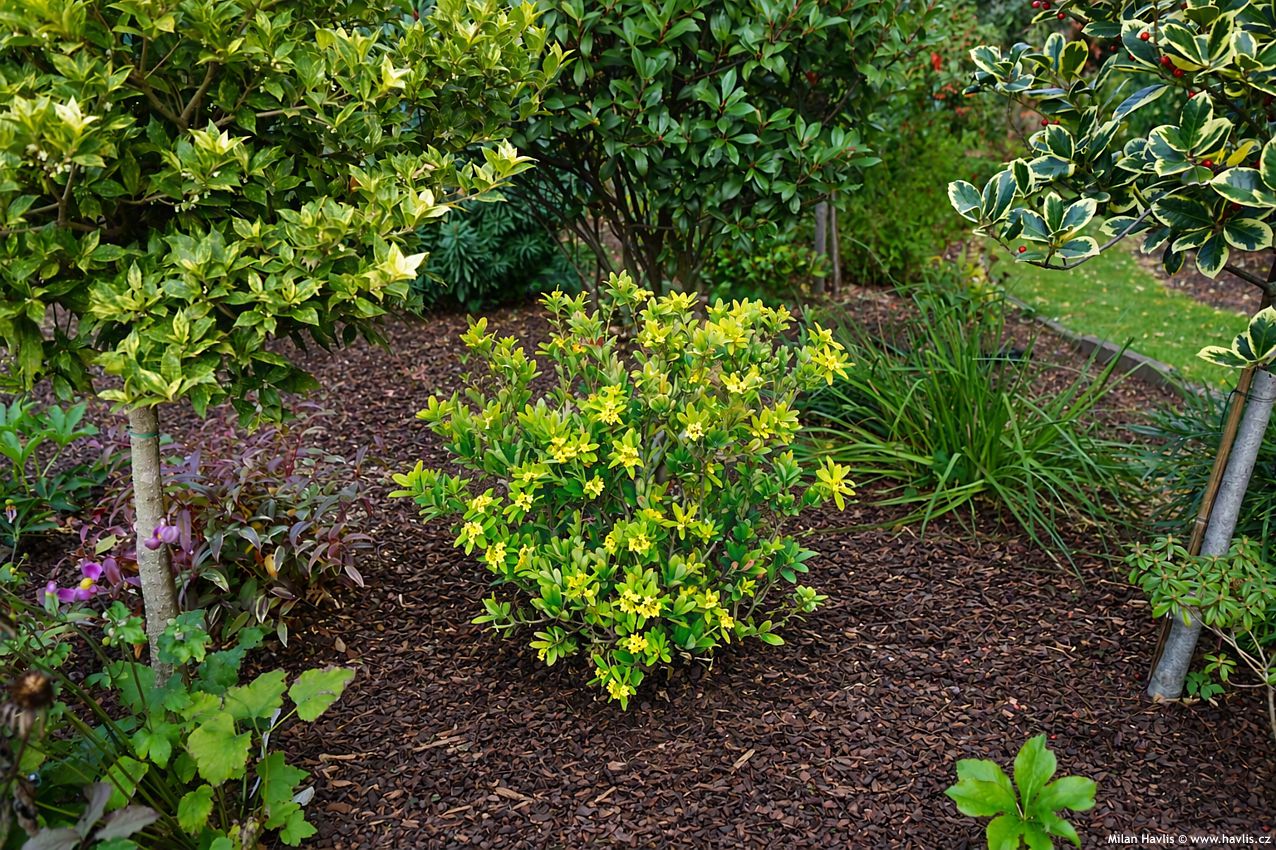 daphne gemmata Royal Crown