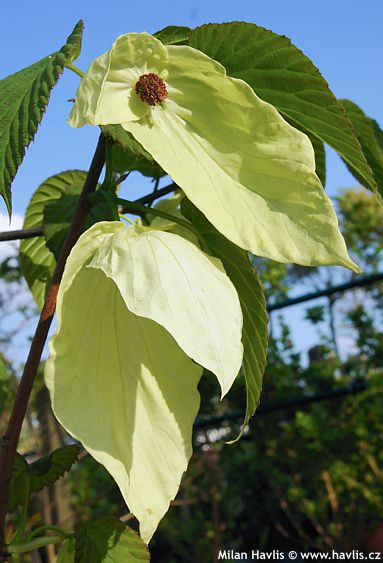 Davidia involucrata (S.H.N.) 'SONOMA'