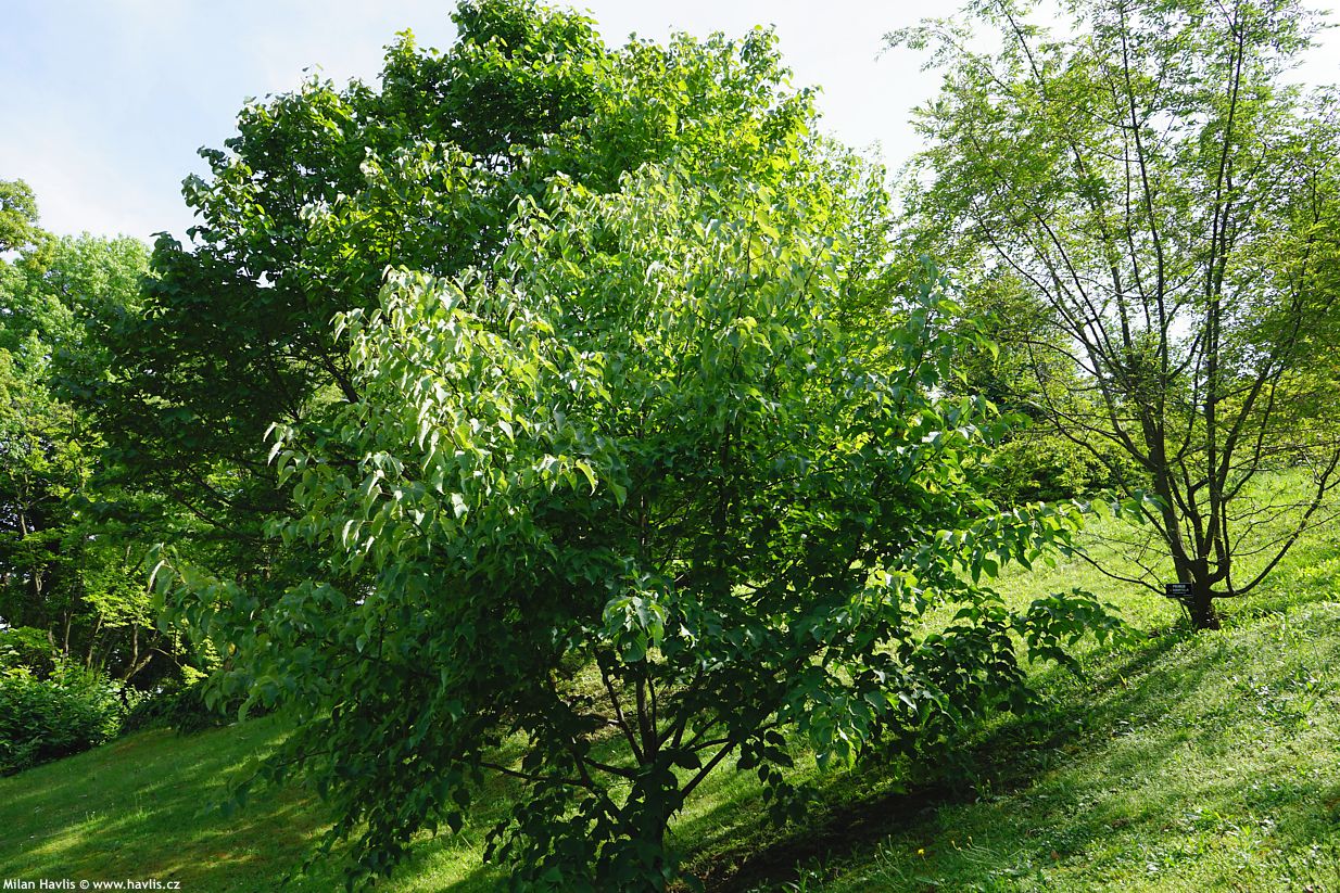 davidia involucrata Sonoma