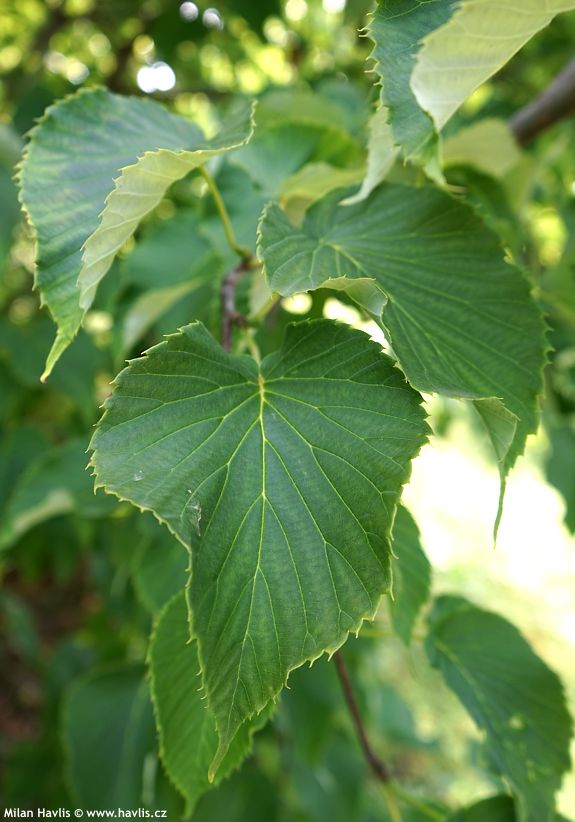 davidia involucrata Sonoma