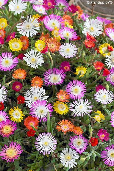 Delosperma JEWEL OF DESERT