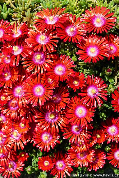 Delosperma 'SUNDELLA RED'
