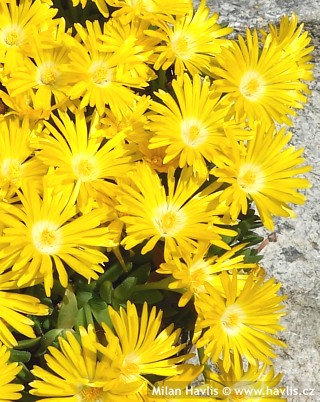 Delosperma congestum 'GOLD NUGGET'