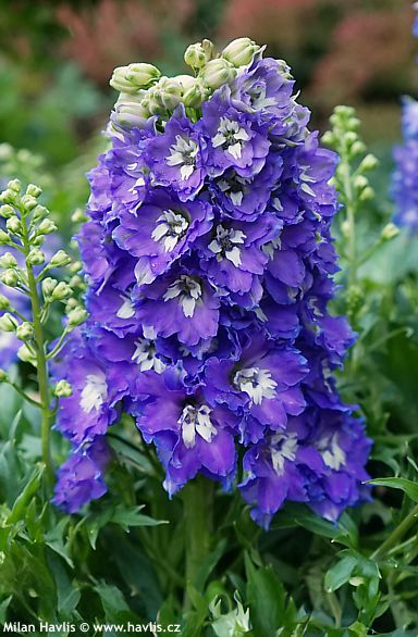 Delphinium ‘Et Dlp 17-10’ DELGENIUS GLITZY