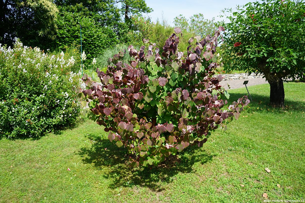 disanthus cercidifolius