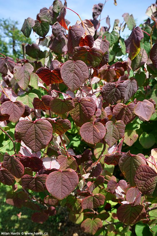 disanthus cercidifolius