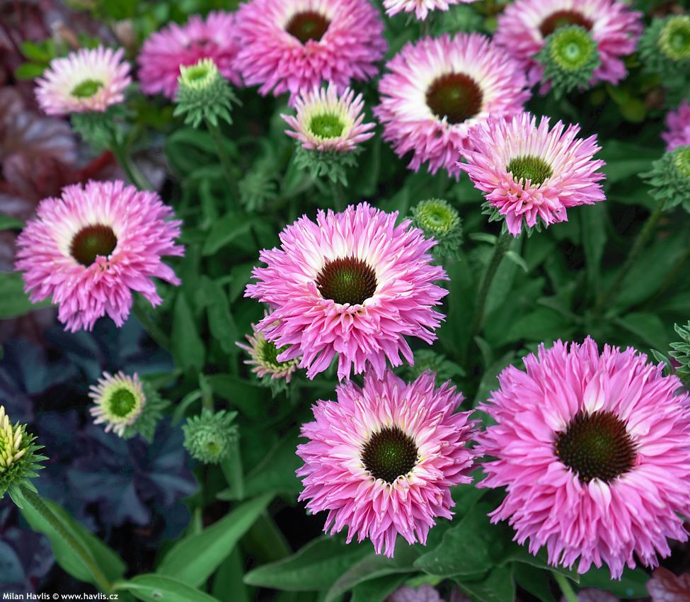 echinacea Bolero Pink 2026 (13).jpg