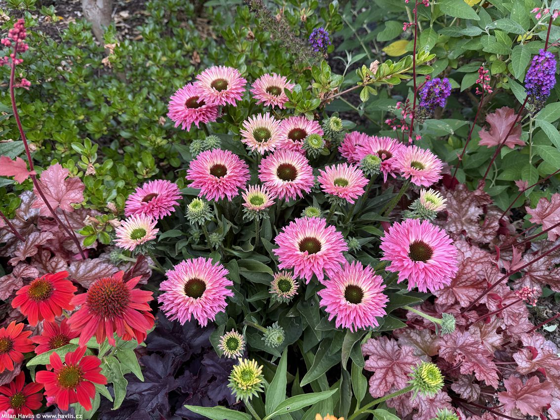 echinacea Bolero Pink 2026 (14).jpg