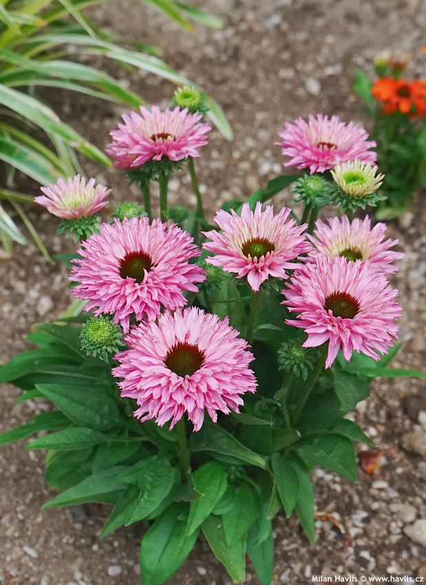 echinacea Bolero Pink 2026 (15).jpg