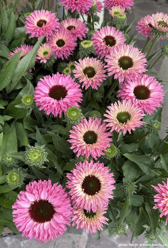 echinacea Bolero Pink 2026 (1).jpg