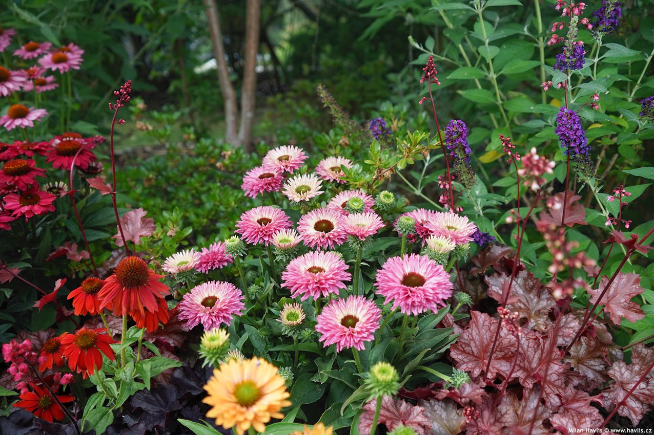 echinacea Bolero Pink 2026 (3).jpg