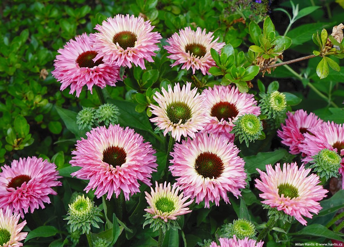echinacea Bolero Pink 2026 (6).jpg
