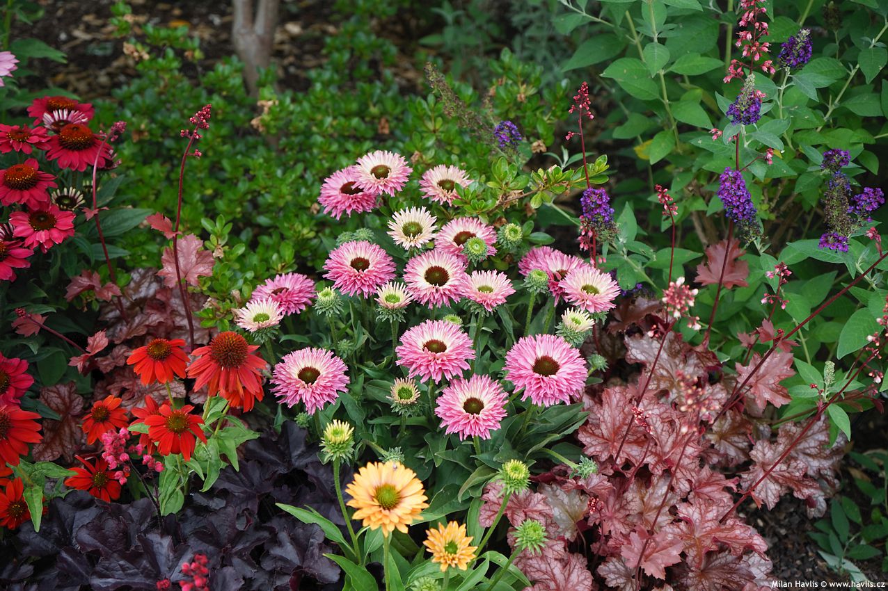 echinacea Bolero Pink 2026 (8).jpg