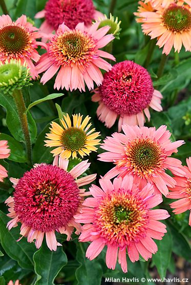 Echinacea Balscanery DOUBLE SCOOP CRANBERRY