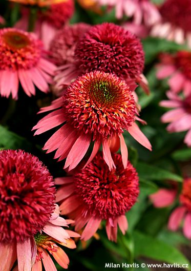 Echinacea Balscanery DOUBLE SCOOP CRANBERRY