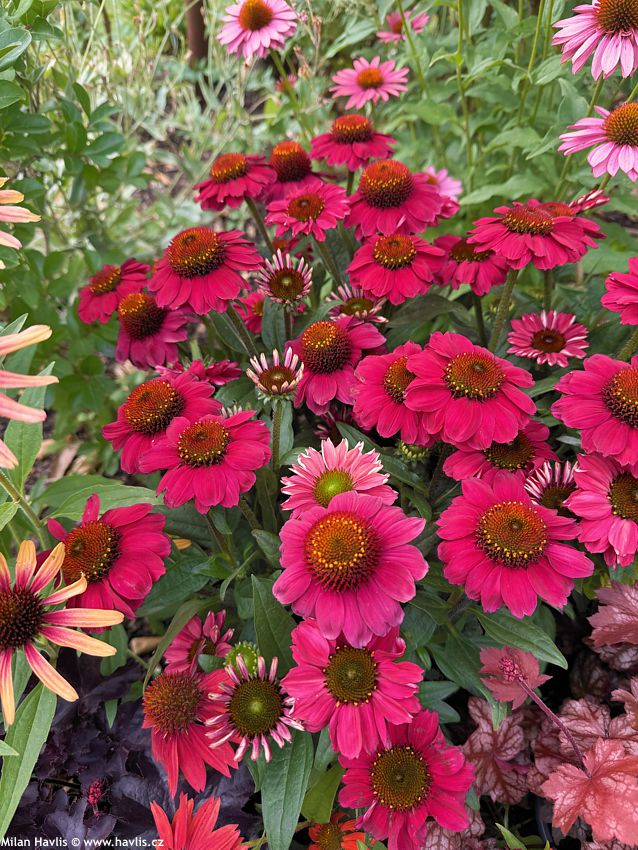 echinacea Mooodz Flirty 2026 (10).jpg