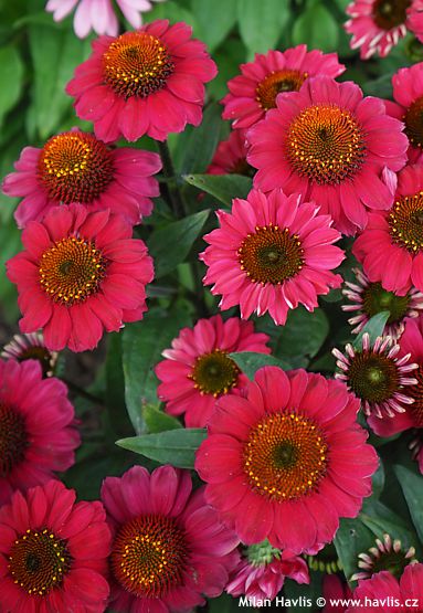 Echinacea 'Hilmoflirt' MOOODZ� FLIRTY