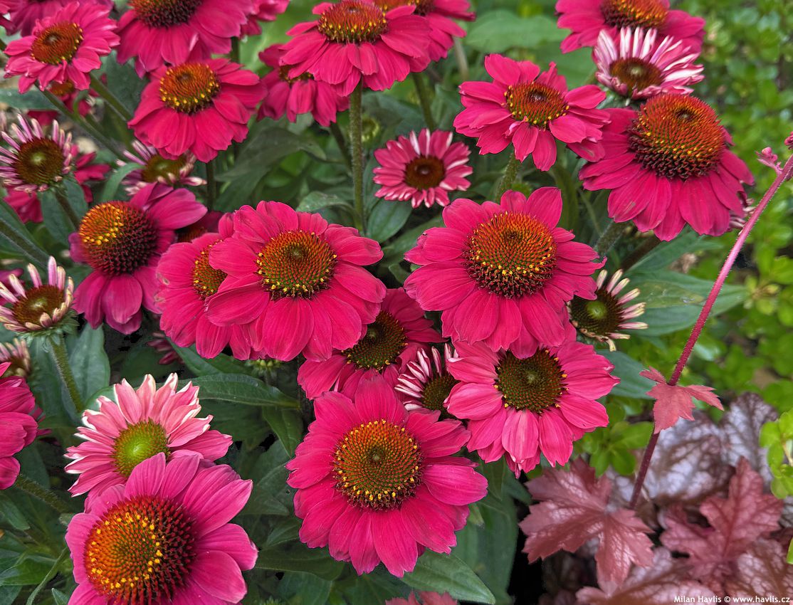 echinacea Mooodz Flirty 2026 (1).jpg