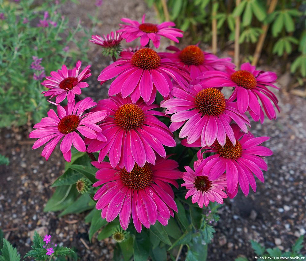 echinacea Mooodz Imagination 2026 (11).jpg