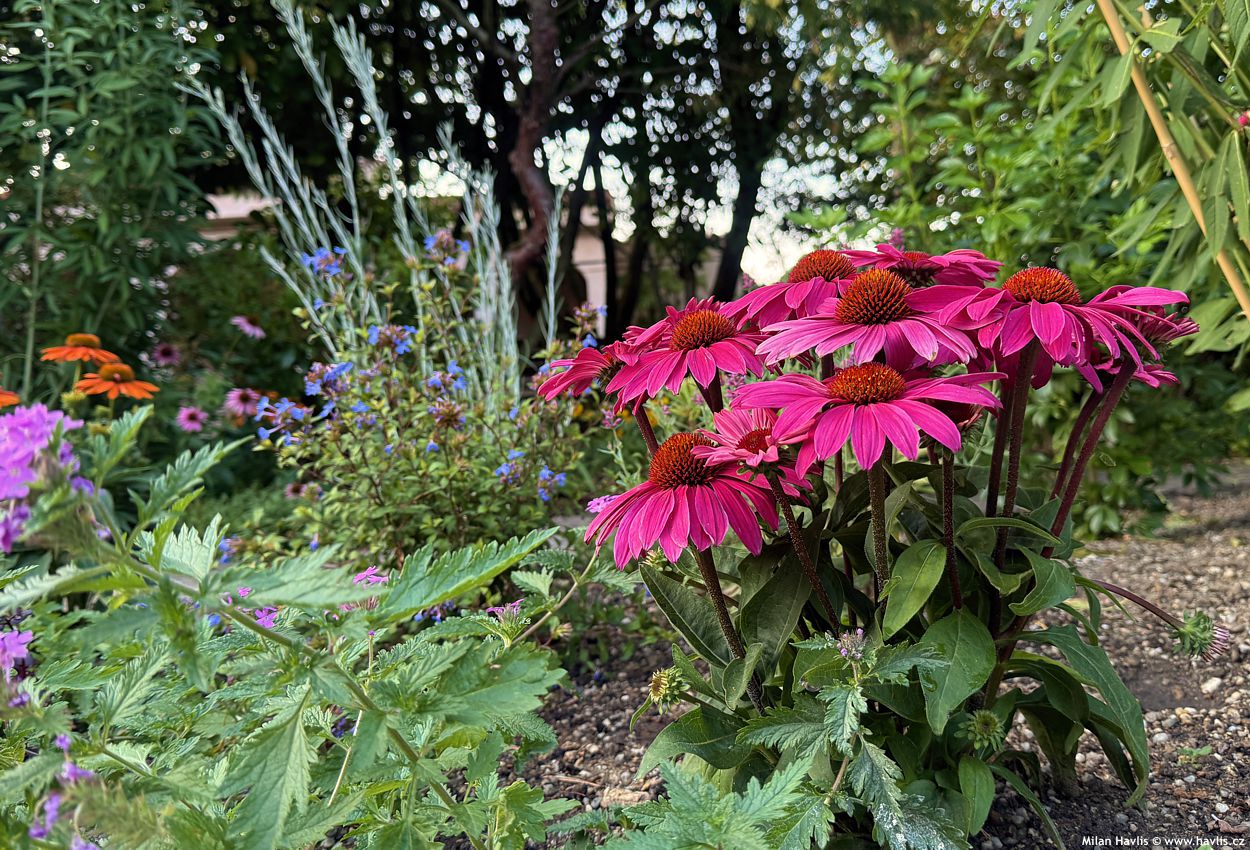 echinacea Mooodz Imagination 2026 (1).jpg