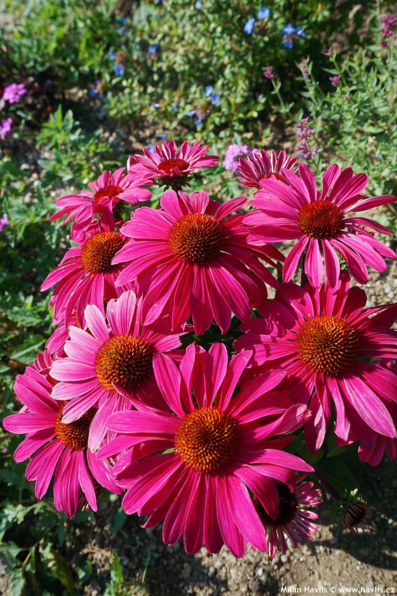echinacea Mooodz Imagination 2026 (7).jpg
