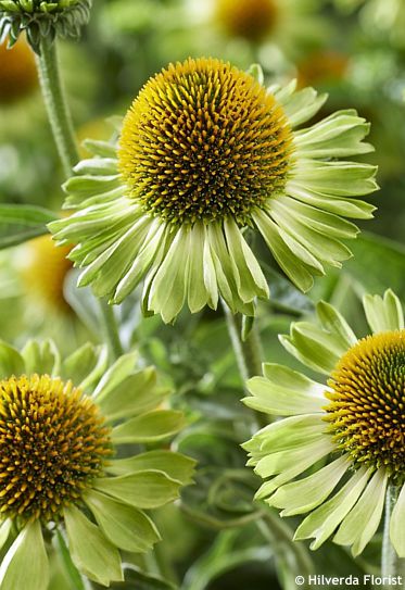Echinacea MOOODZ JEALOUSY