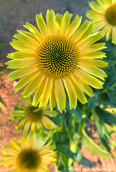 Echinacea PRINCESS� 'Citrus'