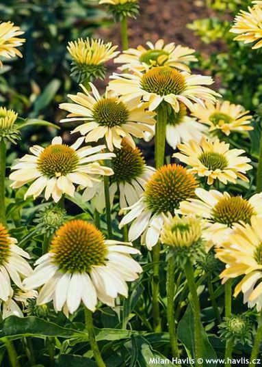 Echinacea 'Balsomselo' SOMBRERO SANDY YELLOW